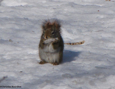 Red squirrel with piece of ice