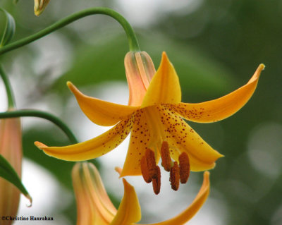 Canada lily (<em>Lilium canadense</em>)