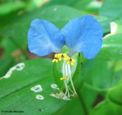 Dayflower (Commelina communis)