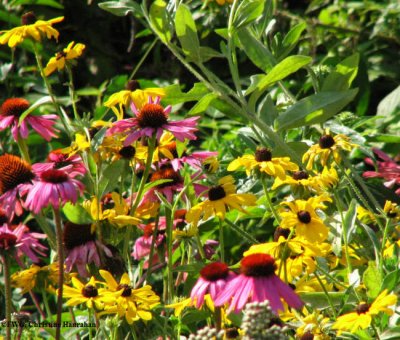 Coneflowers (Echinacea purpurea) and Black-eyed susan ()