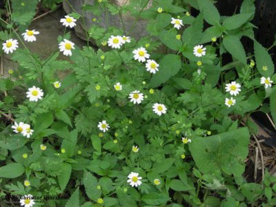 Feverfew (Chrysanthemum parthenium)