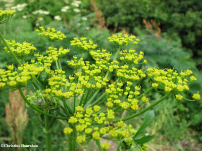 Wild parsnip  (Pastinaca sativa)