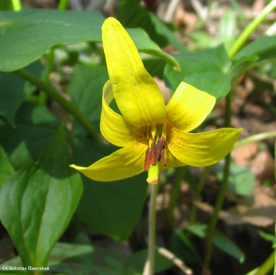 Trout-lily or Dog-tooth violet (Erythronium americanum)