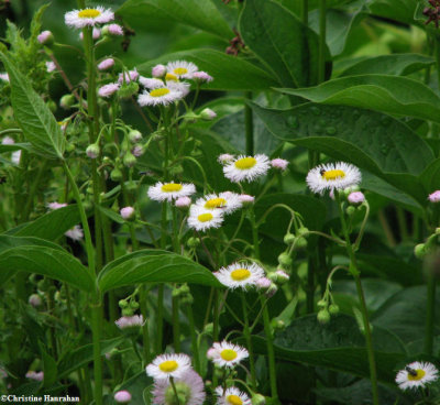 Daisy fleabane  (Erigeron annuus)