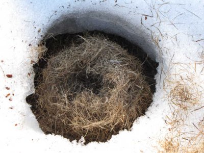 Meadow vole nest