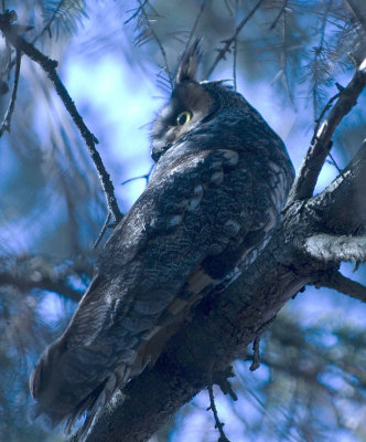 Long-eared owl