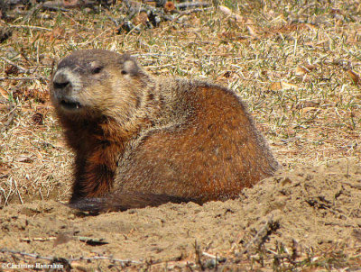 Groundhog