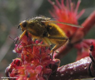 Yellow dung fly  (Scathophaga stercoraria sp.)