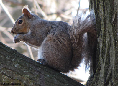 Grey squirrel in the Ash woods