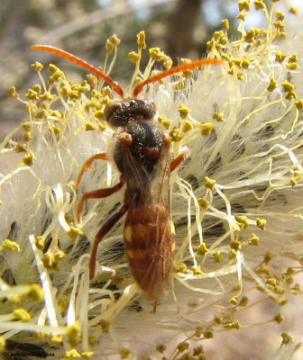 Cuckoo bee (Nomada sp.)