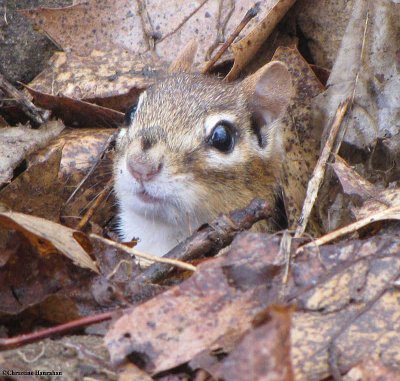 Chipmunk emerging from burrow