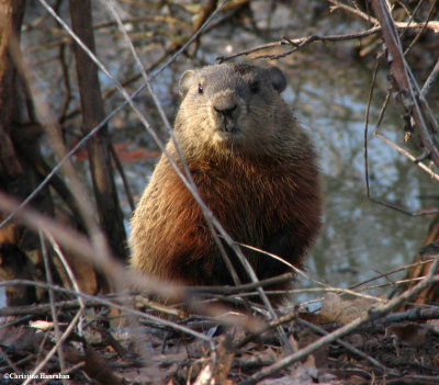 Groundhog