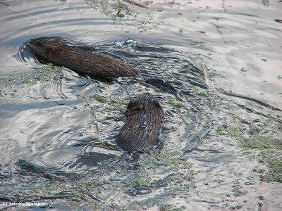 Two muskrats