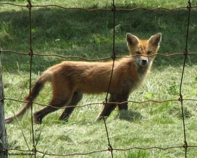 Young fox