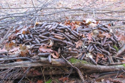 Norway spruce cone stash by red squirrel