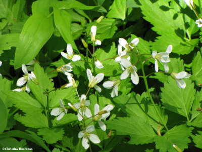 Toothwort  (Dentaria triphylla)