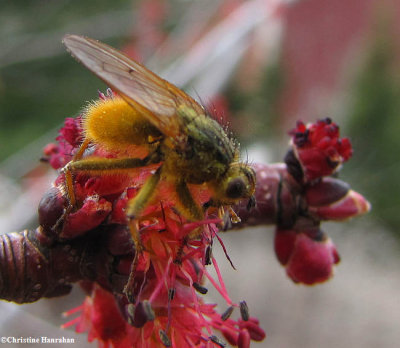 Yellow dung fly (Scathophaga stercoraria sp.) on maple flowers