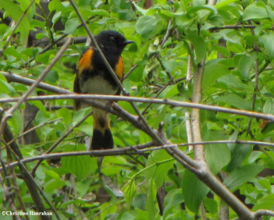 American redstart, male