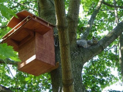 Grey squirrel house