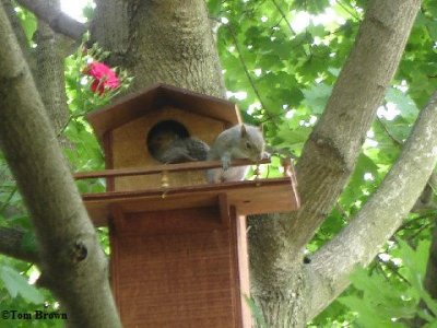 Grey squirrel youngster