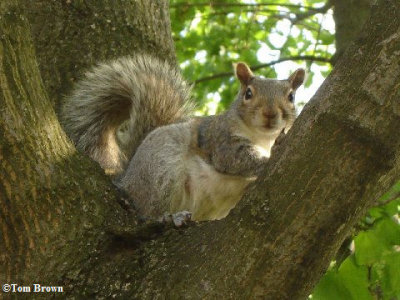 Grey squirrel, very pregnant