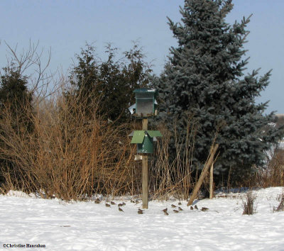 Bird feeder in winter