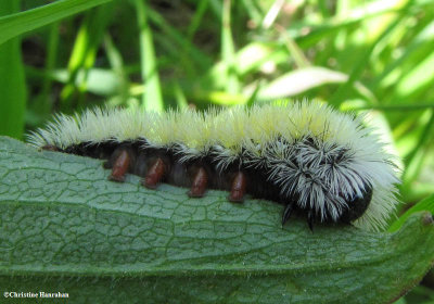 Virginia ctenucha moth caterpillar (Ctenucha virginica) , #8262