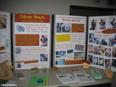 Peregrine falcon display