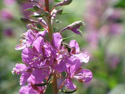 Fireweed with sweat bee (Halictid)