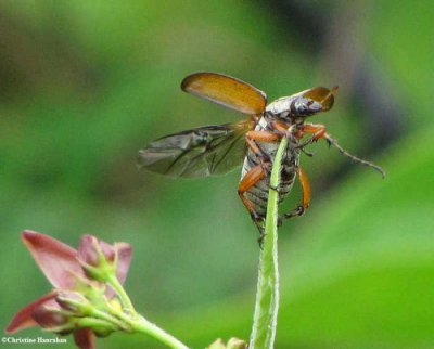 Rose chafer beetle (Macrodactylus subspinosus) on DSV