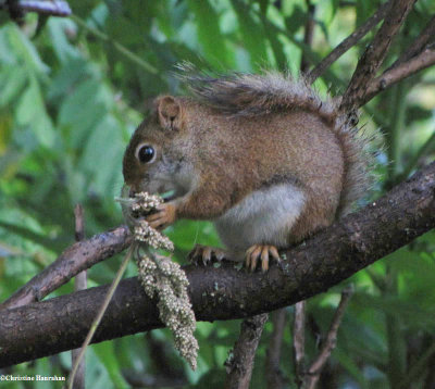 Red squirrel eating sumac flowers