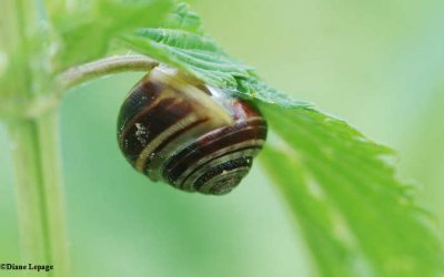 Grove snail (Cepaea)