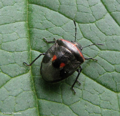 Two-spotted stink bug (Cosmopepla)