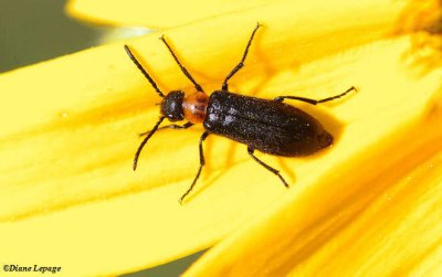 Blister beetle (Nemognatha Nemorensis)
