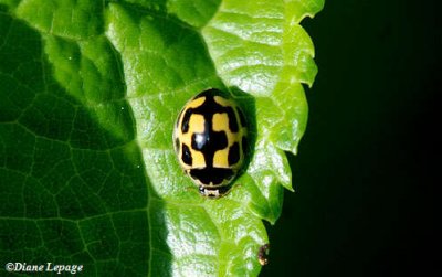 Fourteen-spotted lady beetle (Propylaea quatuordecimpunctata)