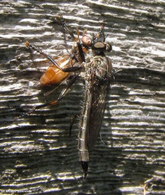 Robber fly  (Asilid sp.) with fly