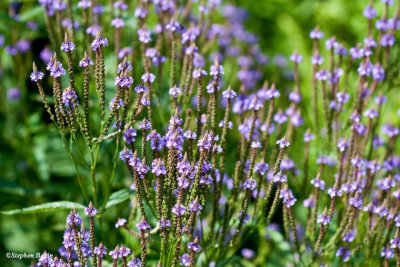 Blue vervain (Verbena hastata)