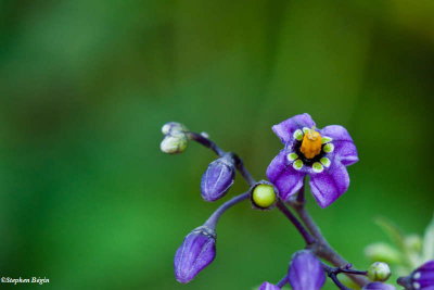 Nightshade  (Solanum dulcamara)