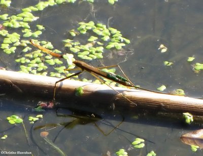 Water scorpion (Ranatra sp. )