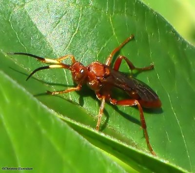 Braconid wasp