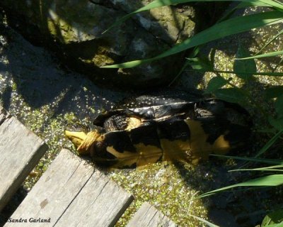 Blanding's Turtle