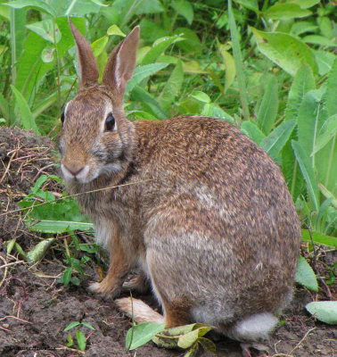 Eastern Cottontail Rabbits (Sylvilagus floridanus) at the FWG