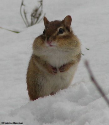 Chipmunk in the snow