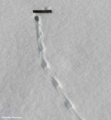 Meadow vole tracks ending at a tunnel