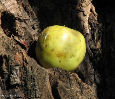 A golden apple stored by  a grey squirrel