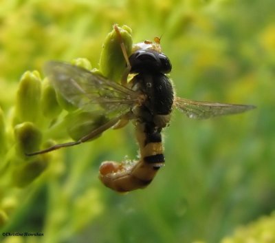 Hover fly (Sphaerophoria) with entomophthora fungus