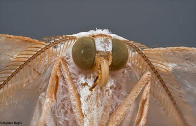 Elm Spanworm moth  (<em>Ennomos subsignaria</em>)
