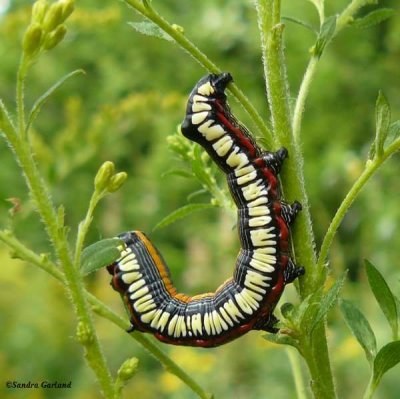 Brown-hooded owlet caterpillar (Cucullia convexipennis), #10202