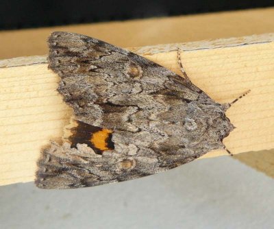 Youthful Underwing (Catocala subnata), #8797