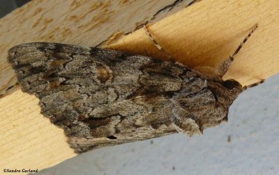 Youthful underwing (Catocala subnata), #8797